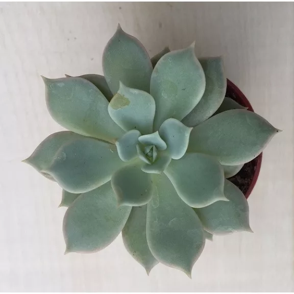 Meglepetés Echeveria Meglepetés Echeveria