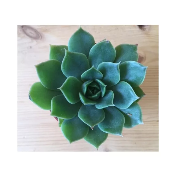 Meglepetés Echeveria Meglepetés Echeveria