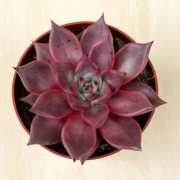 Echeveria agavoides 'Romeo'