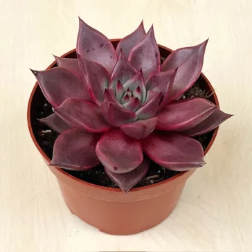 Echeveria agavoides 'Romeo'