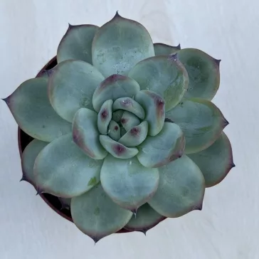 Echeveria 'Tippy' nagy