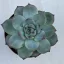 Echeveria 'Tippy' nagy