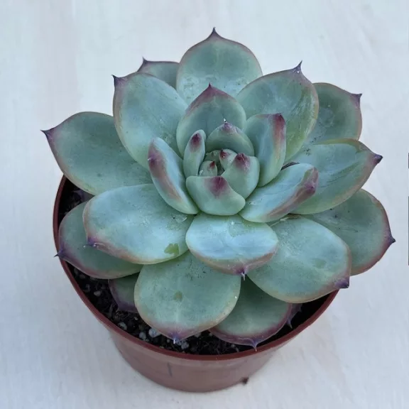 Echeveria 'Tippy' nagy