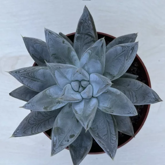 Echeveria tolimanensis Echeveria tolimanensis