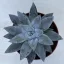 Echeveria tolimanensis