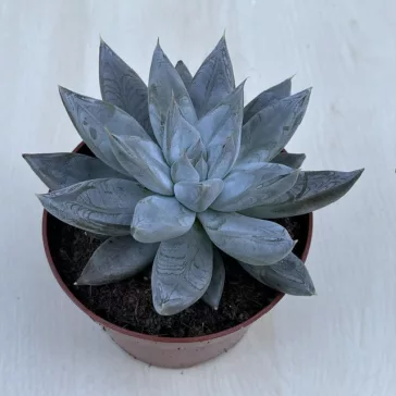 Echeveria tolimanensis