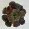 Echeveria 'Vampire Red Ball'