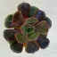 Echeveria 'Vampire Red Ball'