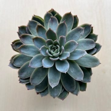 Echeveria 'Violet Queen'