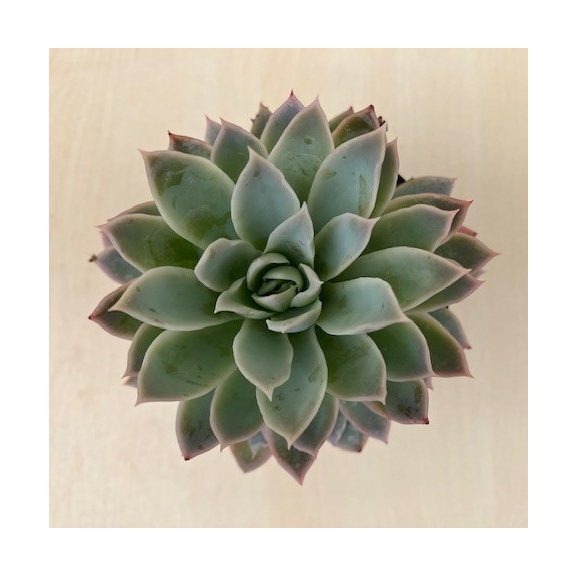 Echeveria 'Violet Queen'
