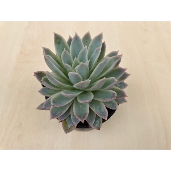 Echeveria 'Violet Queen'