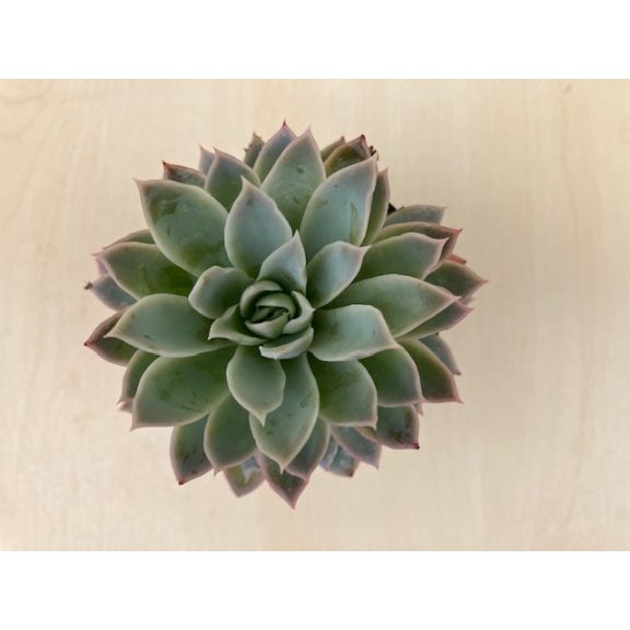 Echeveria 'Violet Queen'