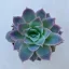 Echeveria 'Violet Queen'