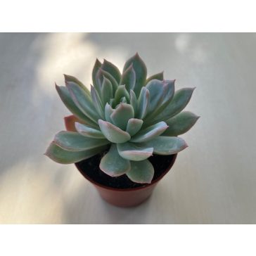 Echeveria 'Violet Queen'