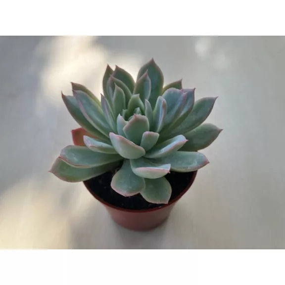 Echeveria 'Violet Queen'