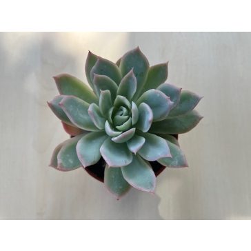 Echeveria 'Violet Queen'