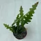 Karéjos kaktusz - Epiphyllum anguliger