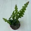 Karéjos kaktusz - Epiphyllum anguliger