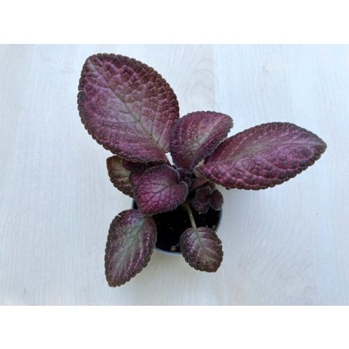 Árnyékcsuporka - Episcia cupreata 'Malayan Gem'