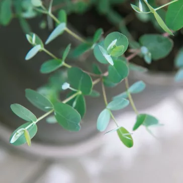 Eucalyptus gunnii - Havasi eukaliptusz