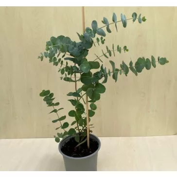 Eucalyptus gunnii - Havasi eukaliptusz