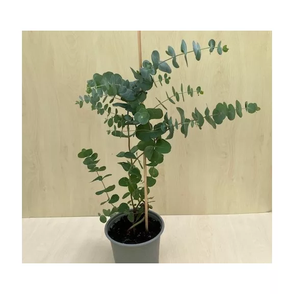 Eucalyptus gunnii - Havasi eukaliptusz