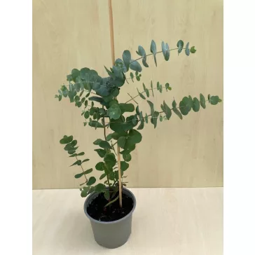 Eucalyptus gunnii - Havasi eukaliptusz