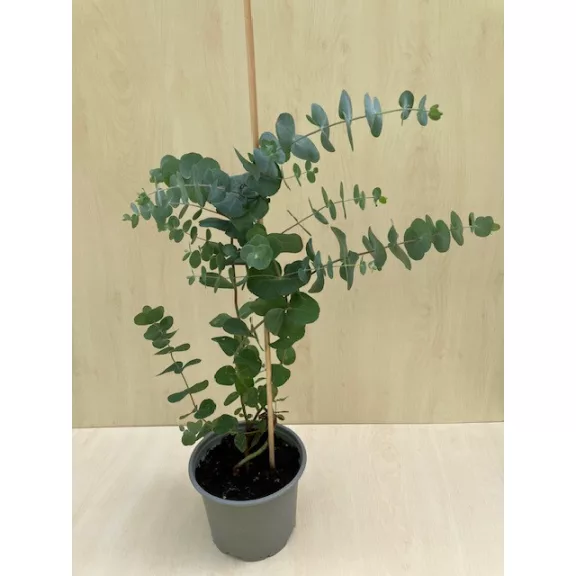 Eucalyptus gunnii - Havasi eukaliptusz