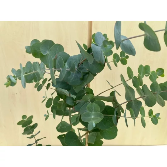 Eucalyptus gunnii - Havasi eukaliptusz