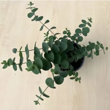   Eucalyptus pulverulenta 'Baby Blue' - Kék lombú eukaliptusz
