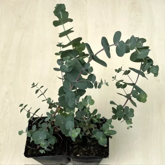 Eucalyptus pulverulenta 'Baby Blue' - Kék lombú eukaliptusz