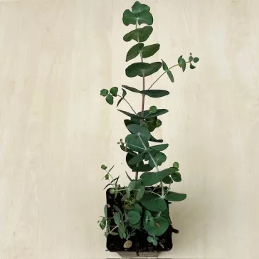   Eucalyptus pulverulenta 'Baby Blue' - Kék lombú eukaliptusz