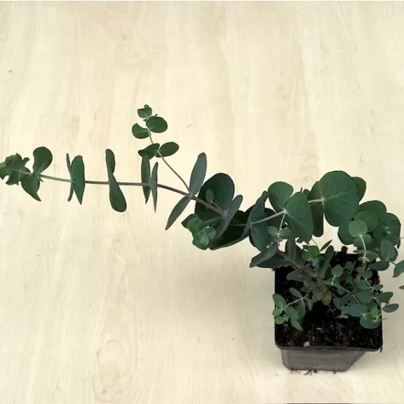 Eucalyptus pulverulenta 'Baby Blue' - Kék lombú eukaliptusz