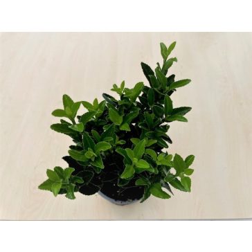 Euonymus japonicus 'Green spire'