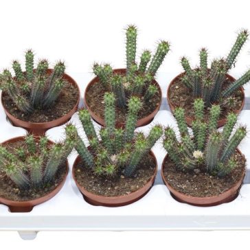 Euphorbia bajoensis