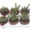 Euphorbia bajoensis
