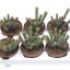 Euphorbia bajoensis