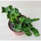 Euphorbia Flanaganii Cristata
