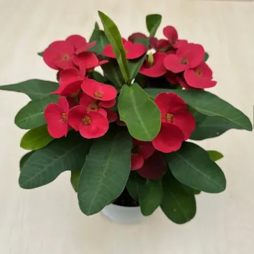 Euphorbia milli maxi 'Cardinal'