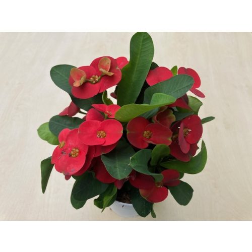 Euphorbia milli maxi 'Cardinal'