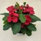 Euphorbia milli maxi 'Cardinal'
