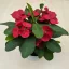 Euphorbia milli maxi 'Cardinal'