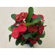 Euphorbia milli maxi 'Cardinal'
