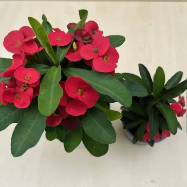 Euphorbia milli maxi 'Cardinal'