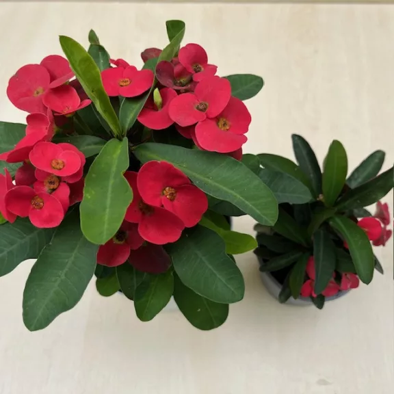 Euphorbia milli maxi 'Cardinal'