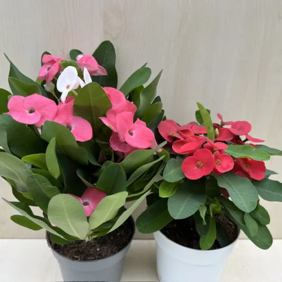 Euphorbia milli maxi 'Cardinal'
