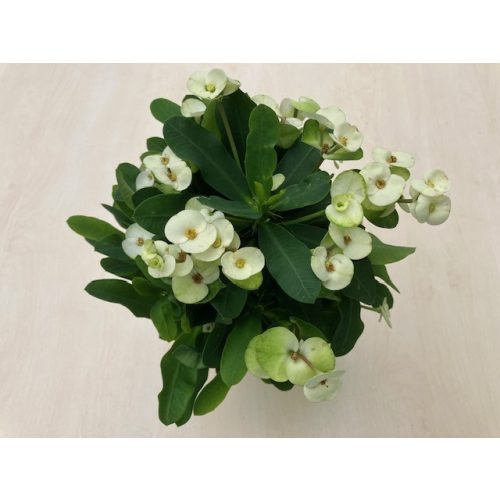 Euphorbia milli maxi 'Hermes' - Nagyvirágú pompás kutyatej