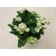 Euphorbia milli maxi 'Hermes' - Nagyvirágú pompás kutyatej