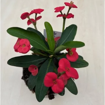 Euphorbia milli maxi - Elvirágzott!