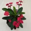 Euphorbia milli maxi - Elvirágzott!